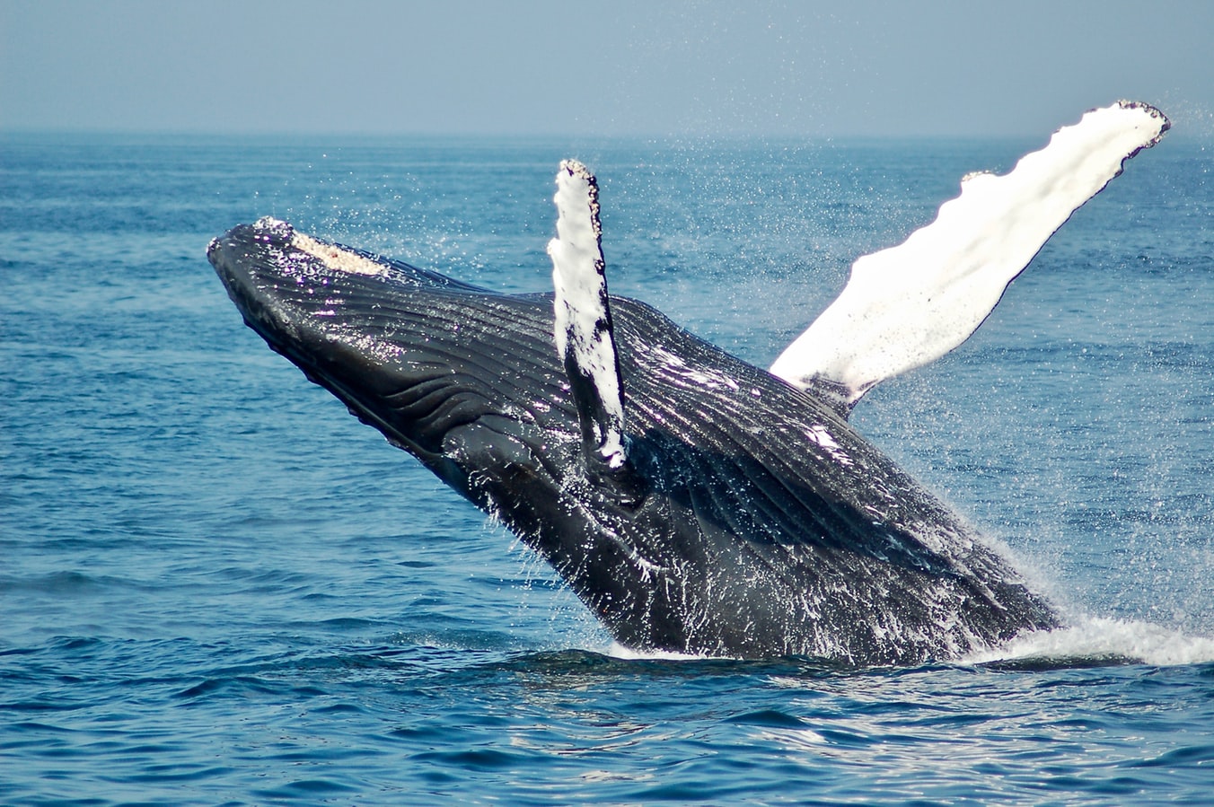 What is a White Whale in sales: Definition and examples ...
